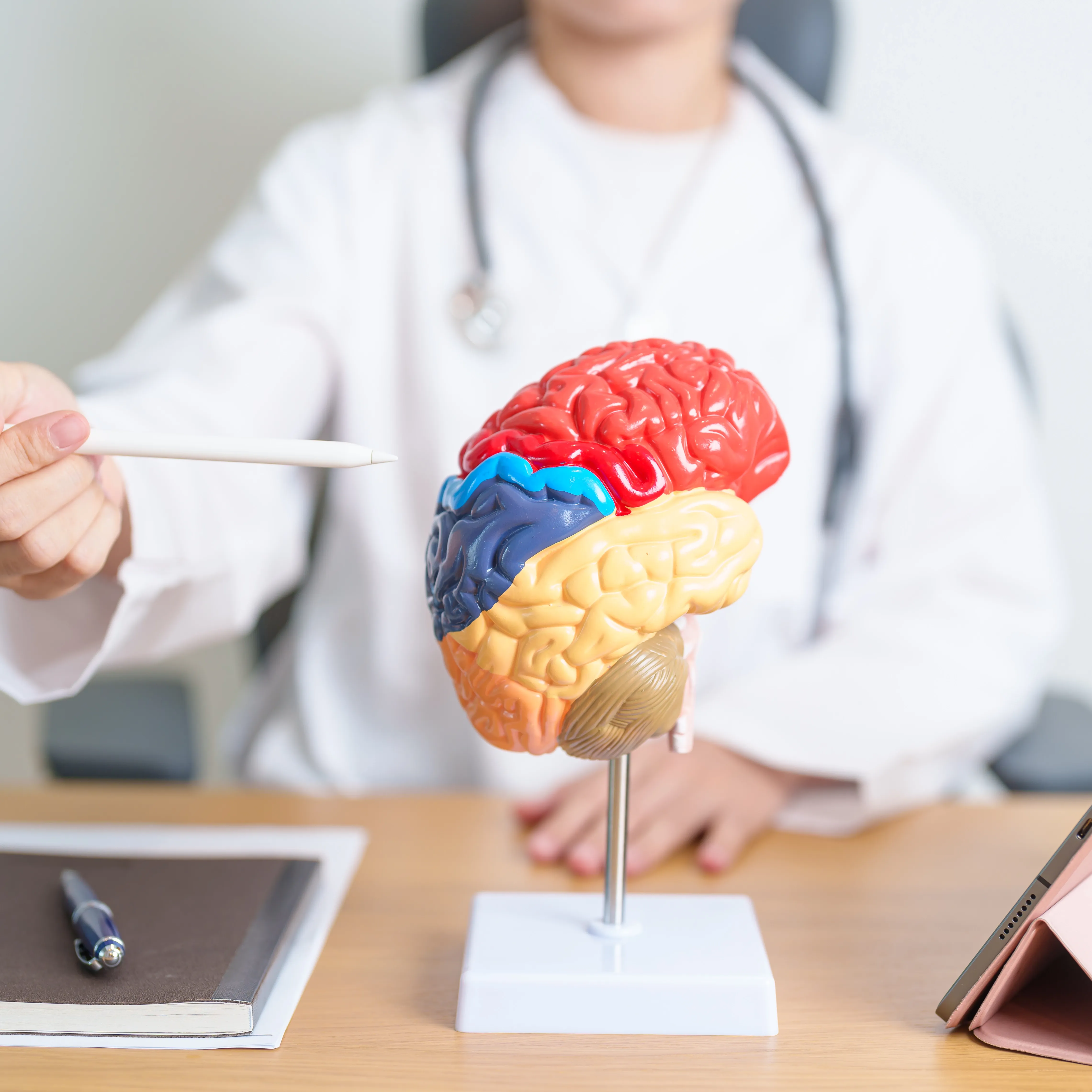 neurologist using a brain model to explain pediatric neurological conditions